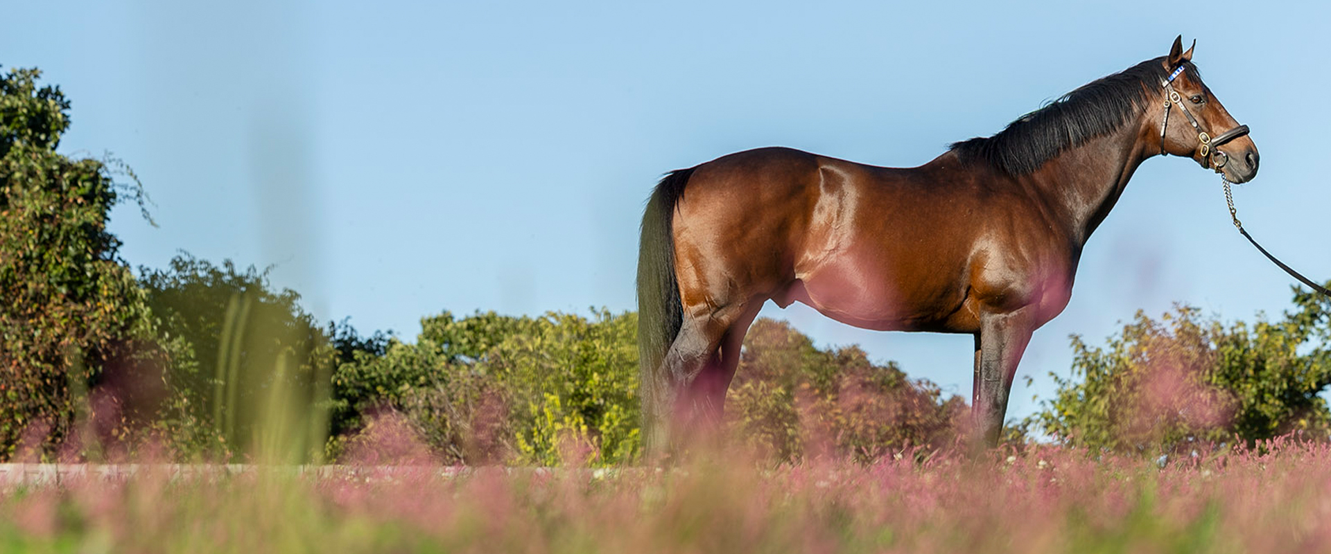 ファインニードルページ ファインニードル（Fine Needle） | 競馬データベース | JRA-VAN